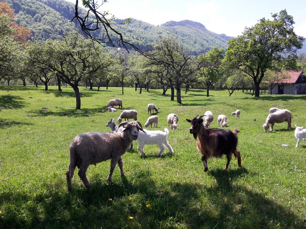 Pensiunea Din Livada Бран Екстер'єр фото